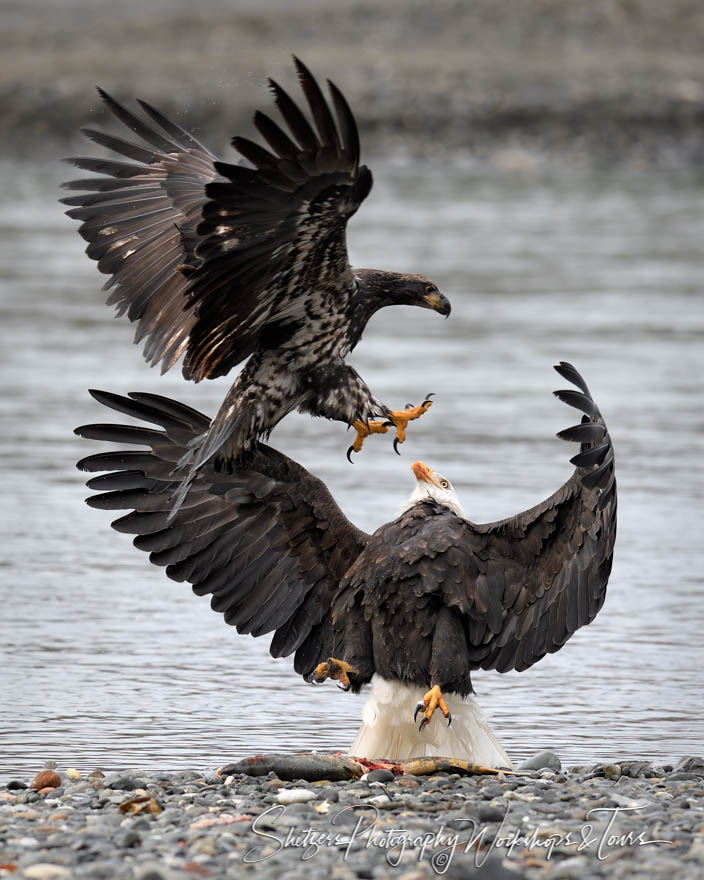 Bald Eagle Battle at Chilkat River