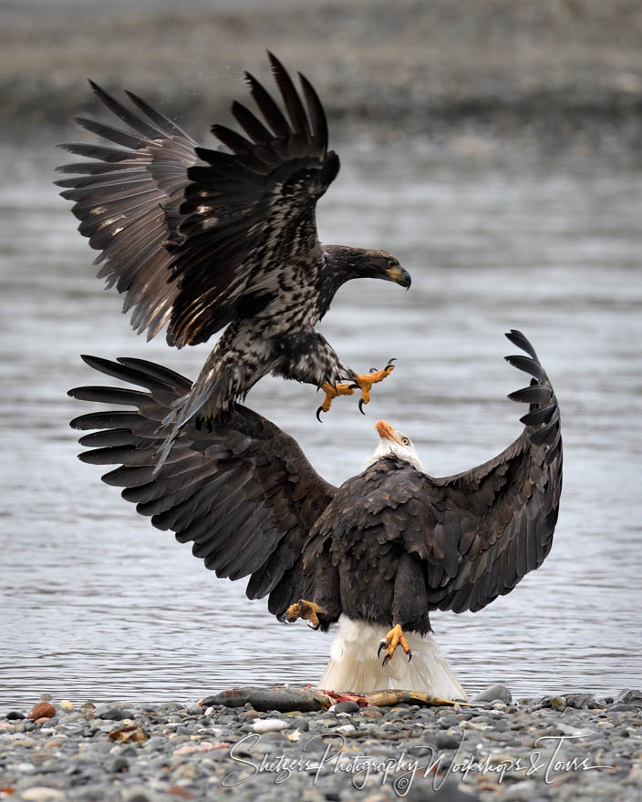 Bald Eagle Battle at Chilkat River 20191103 111038