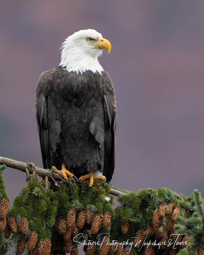 Bald Eagle Close Up 20191111 151155