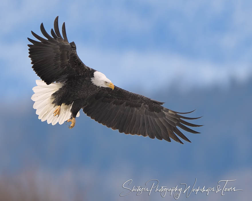 Bald Eagle Full Wingspan