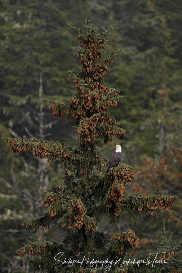 Bald Eagle on the Chilkoot River