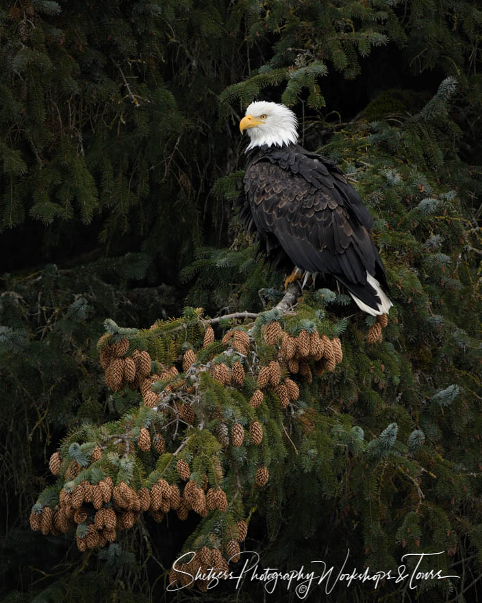 Bald Eagle perches with pinecones 20191111 143447