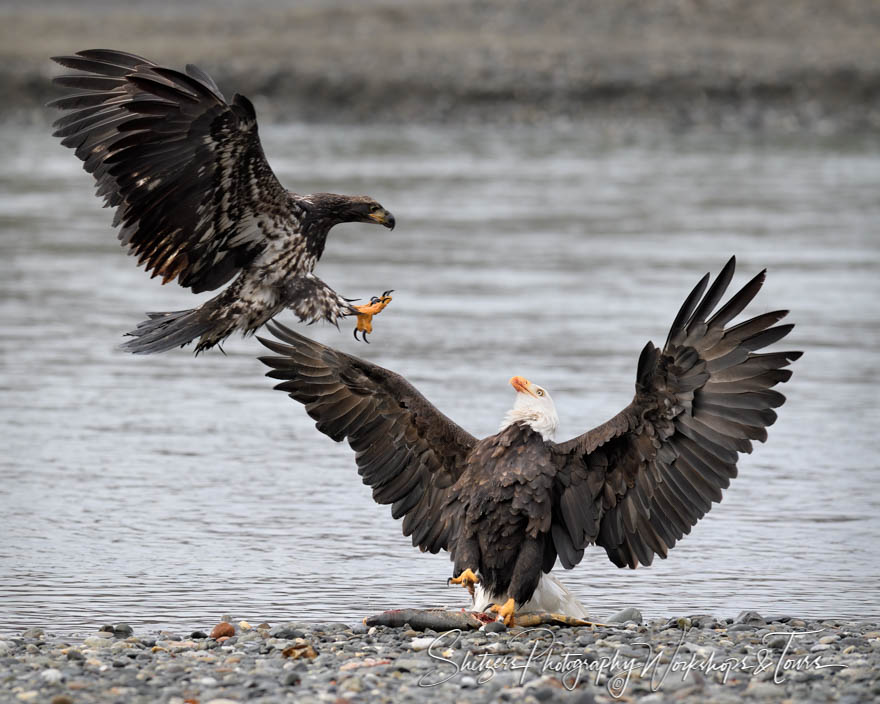 Bald Eagles Fight over Fish