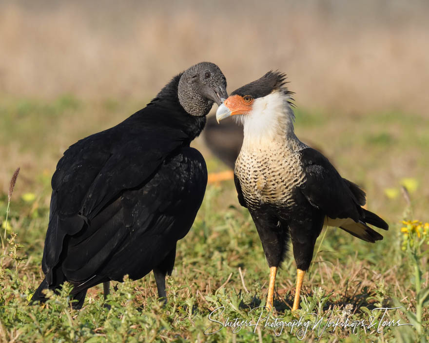 Black Vulture Preening a Northern Crested Caracara