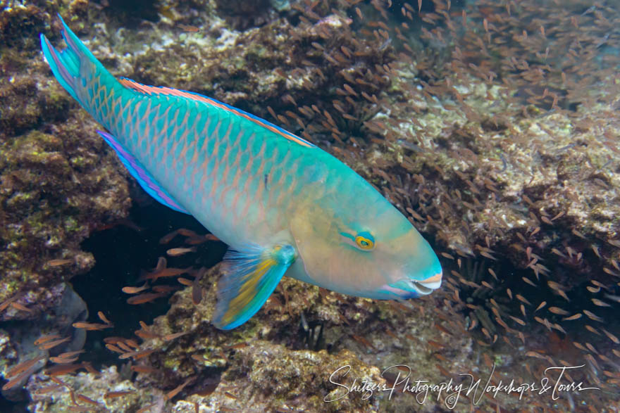 Blue Chin Parrotfish in the Galapagos Islands
