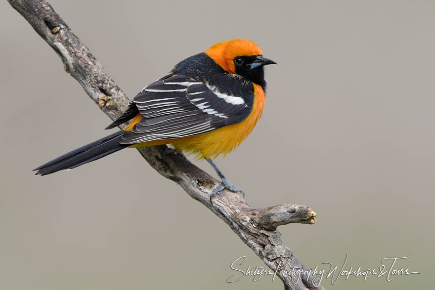 Bullocks Oriole 20190305 140650