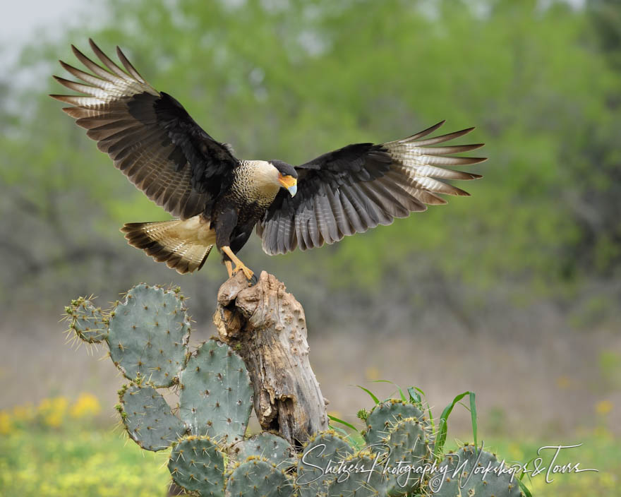 Caracara makes a perfect landing 20190305 090636