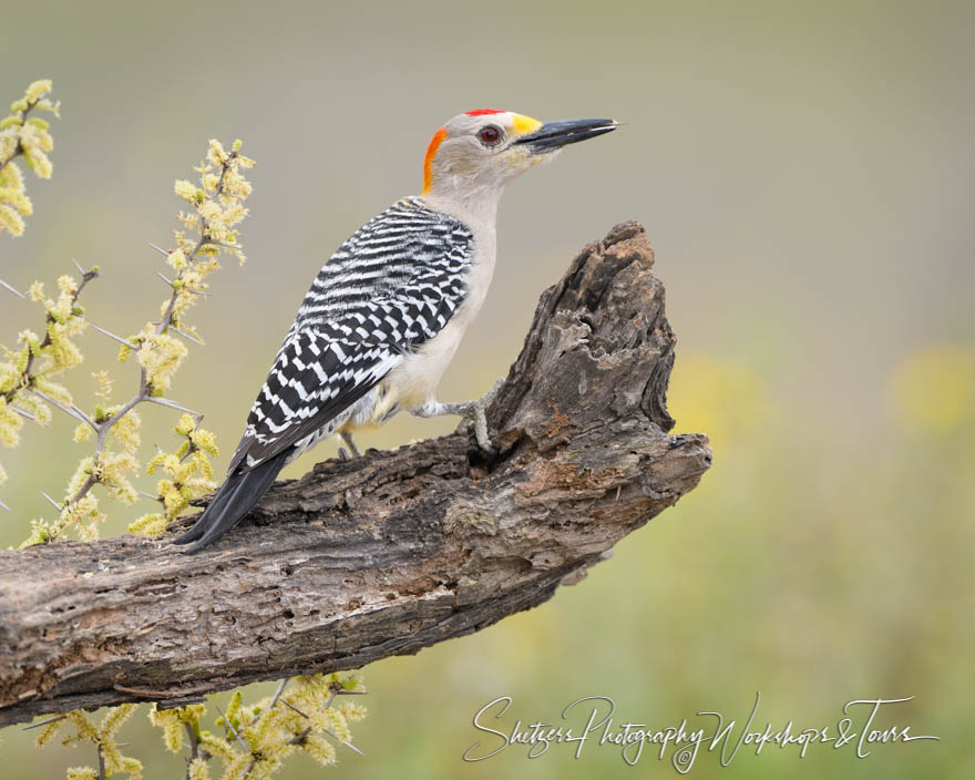 Colorful Golden-fronted Woodpecker