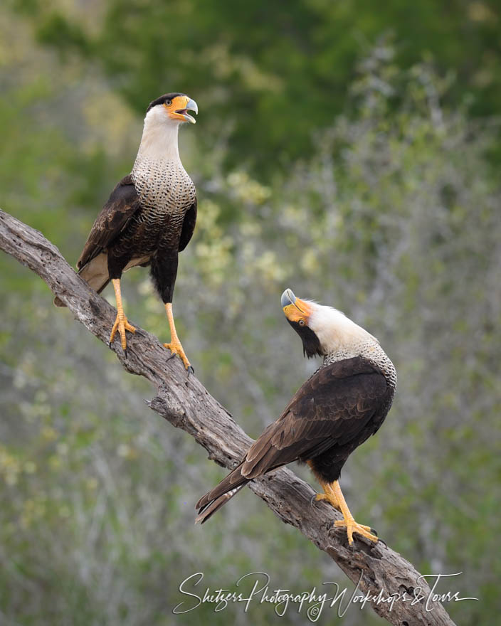 Crested Caracara Head toss 20190307 101201