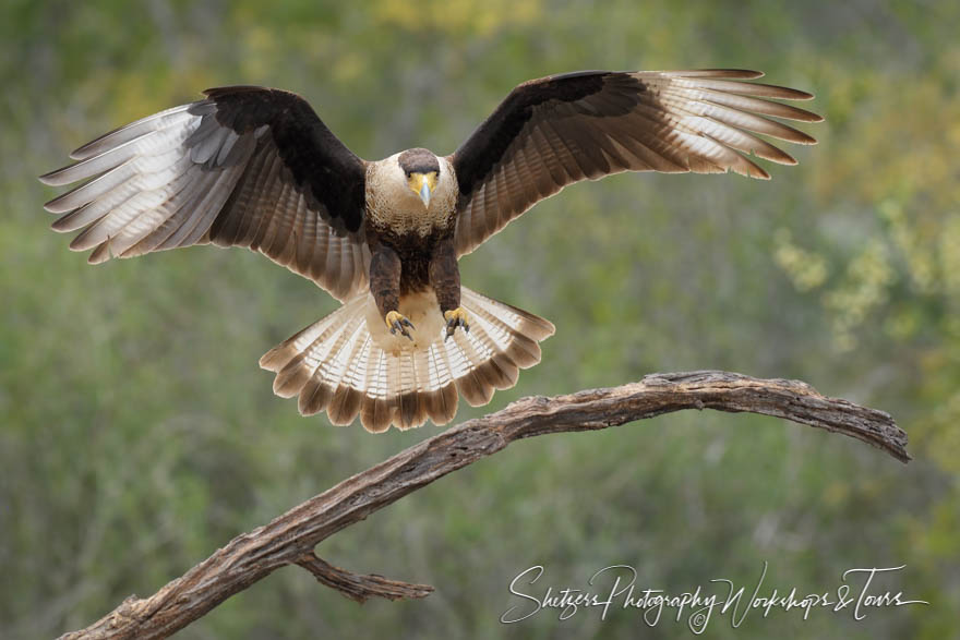 Crested Caracara Juvenile Landing 20190307 091434