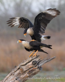 Courtship of the Crested Caracaras - Shetzers Photography