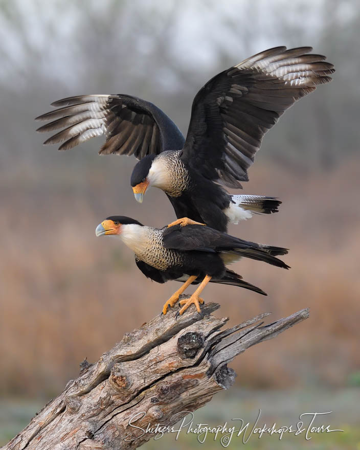 Crested Caracara Mating 20190128 064548