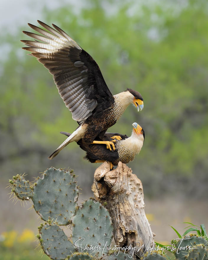 Crested Caracara mating 20190305 084939