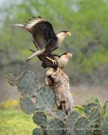 Crested Caracara mating next to cactus. - Shetzers Photography