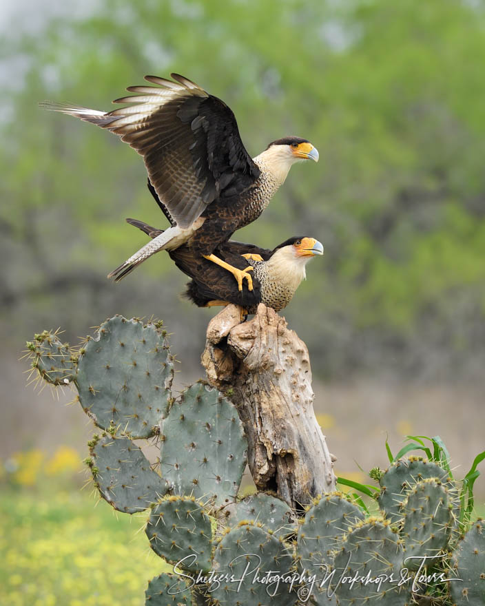 Crested Caracara mating next to cactus. 20190305 084940