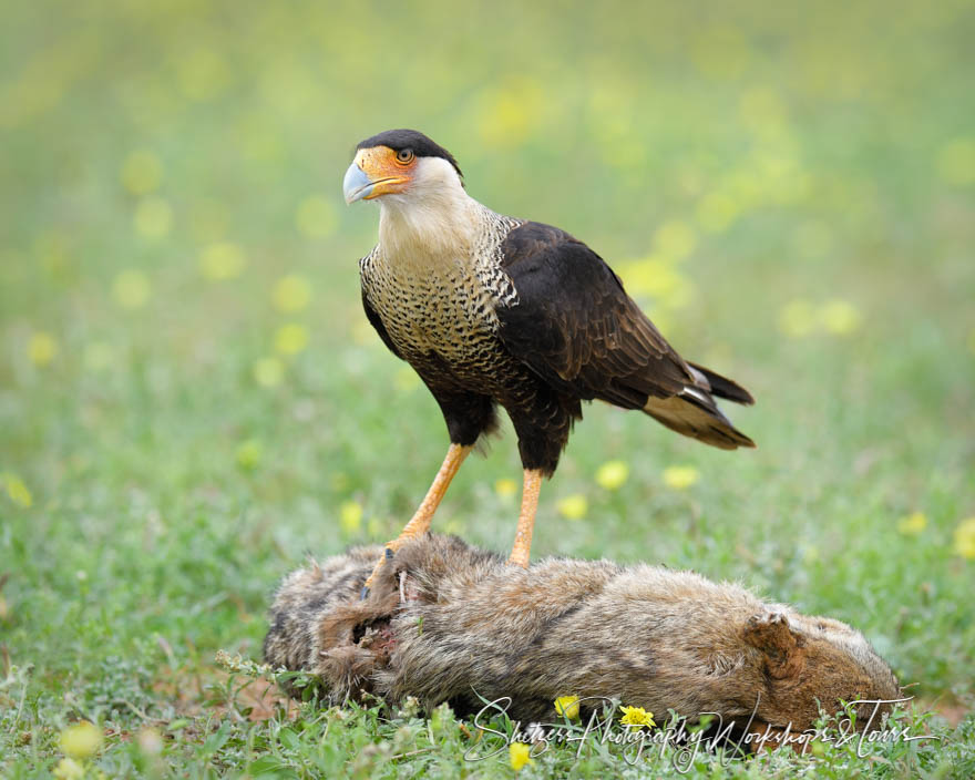 Crested Caracara on a Coyote
