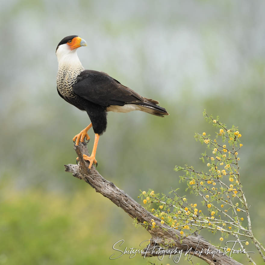 Crested Caracara with Yellow Flowers