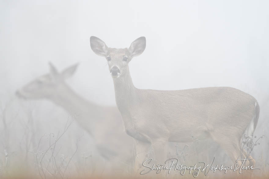 Deer in the fog