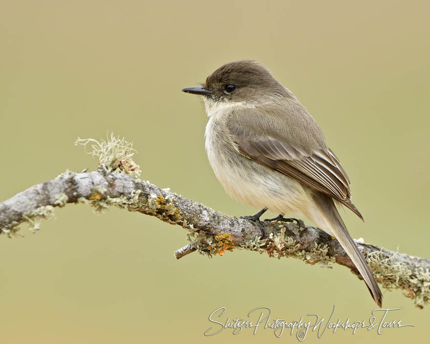 Eastern Phoebe Photograph 20180212 083426