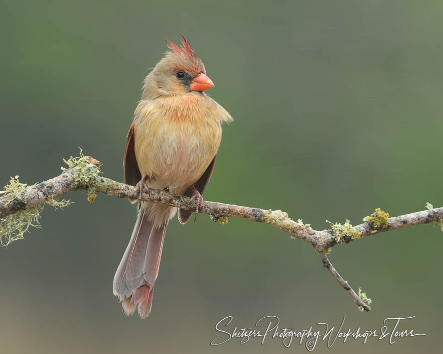 Femail Northern Cardinal 20190304 083334