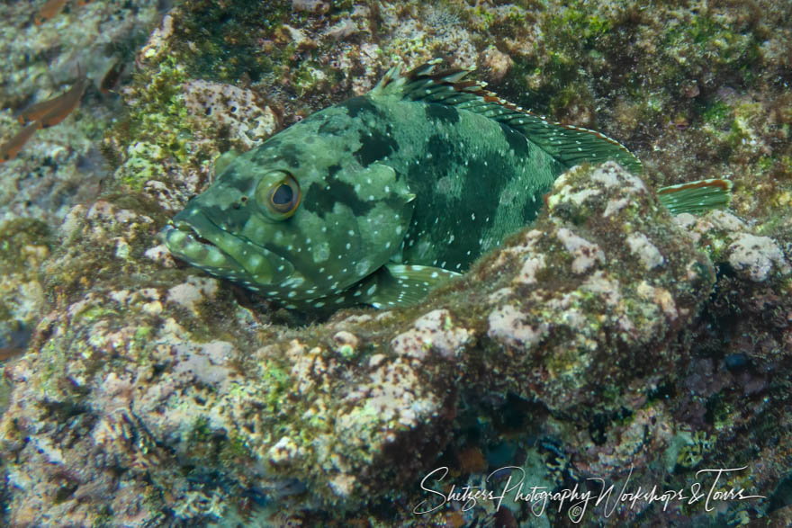 Flag Cabrilla fish in the Galapagos