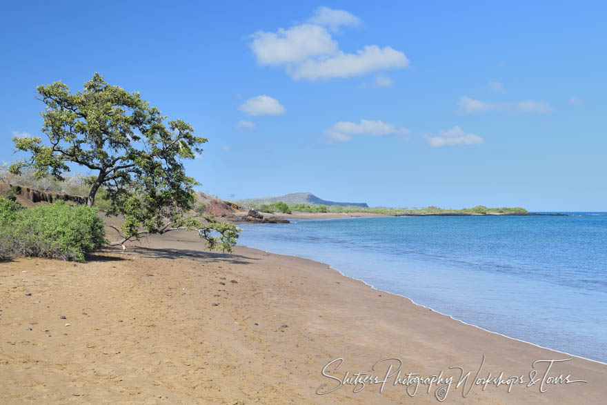 Galapagos Beach Scene with Tree