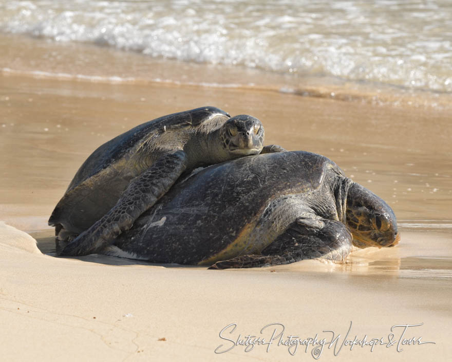 Galapagos Green Turtles Mating