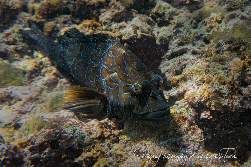 Galapagos Reef Fish