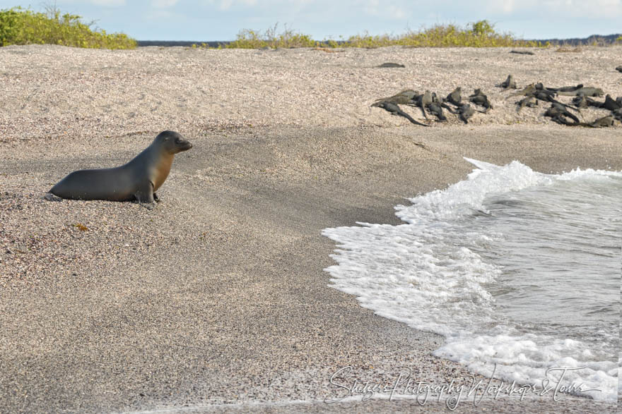 Galapagos Sea Lion with Marine Iguanas 20200225 152454