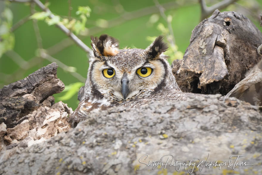 Great Horned Owl nesting