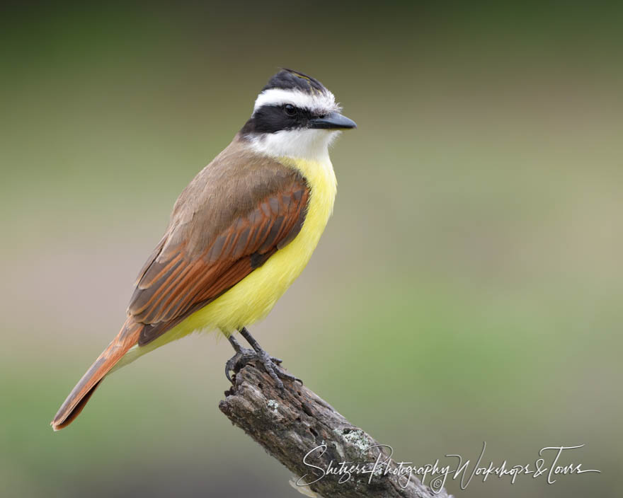 Great Kiskadee displays 20190131 140552