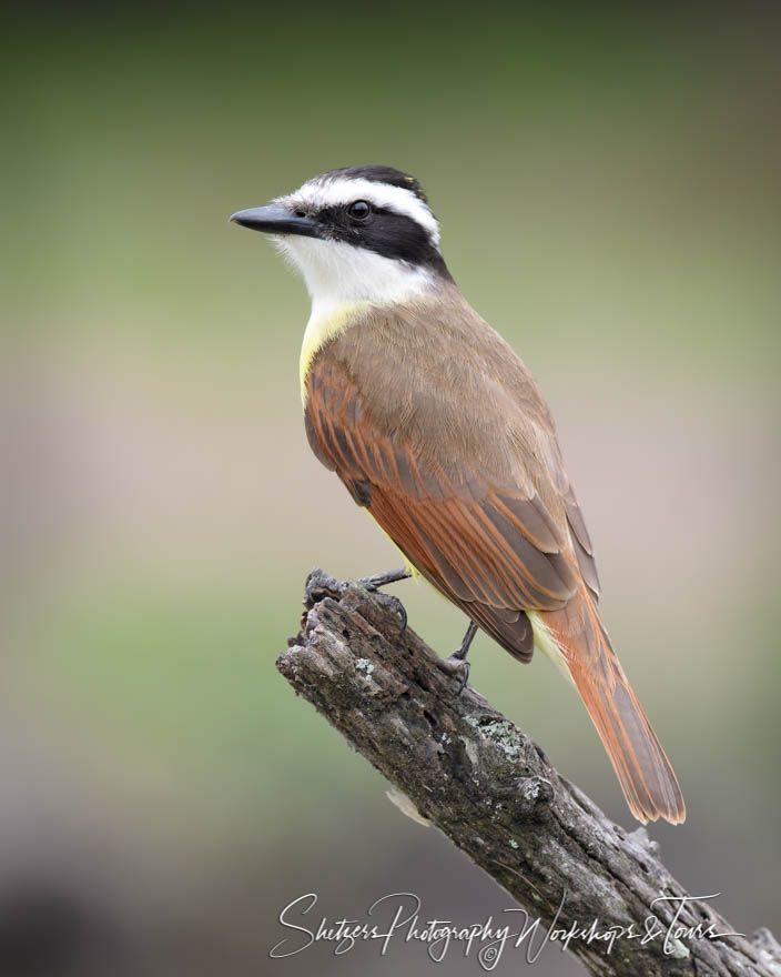 Great Kiskadee poses for the camera 20190131 133831