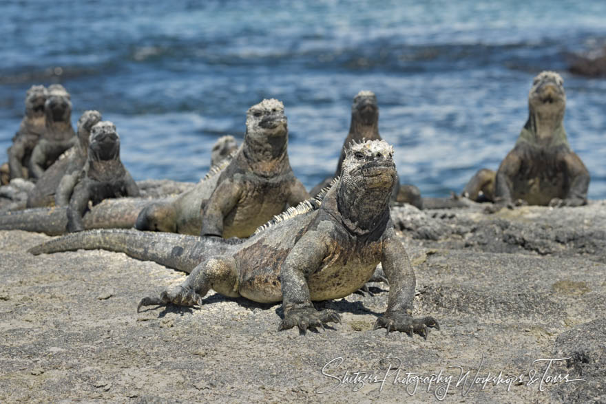 Group of Marine Iguana on the Galapagos Islands