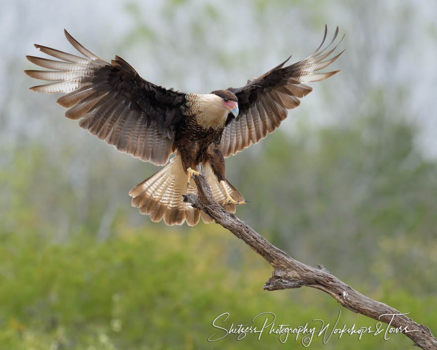 Juvenile Northern Crested Caracara 20190307 084907