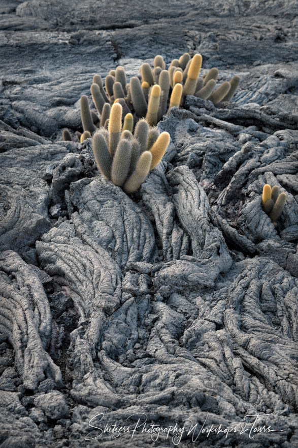 Lava Cactus on Volcanic Rock 20200225 154802