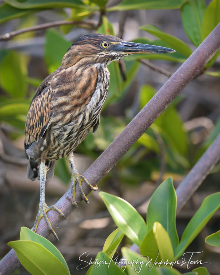 Lava Heron in the Galapagos Islands 20200226 144353