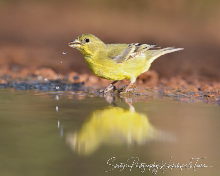Lesser Goldfinch Reflected in Water
