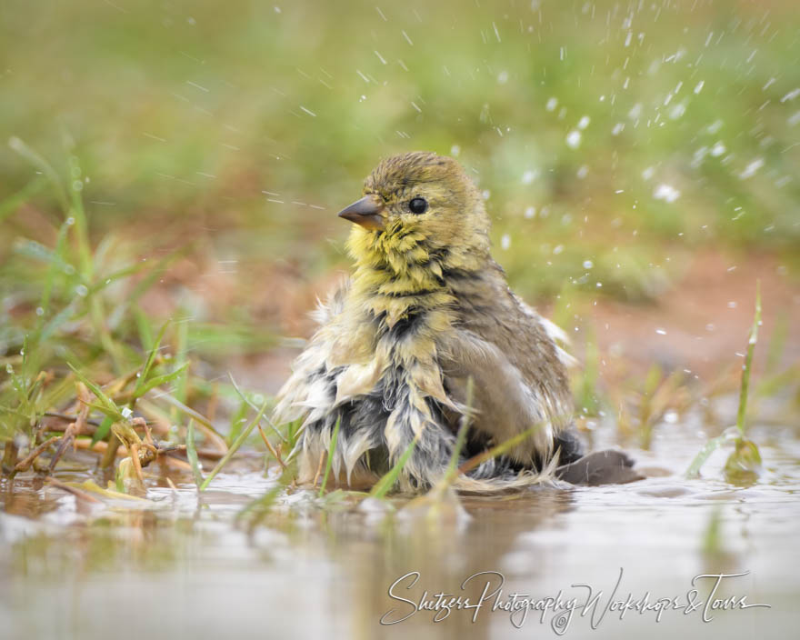Lesser Goldfinch takes a bath