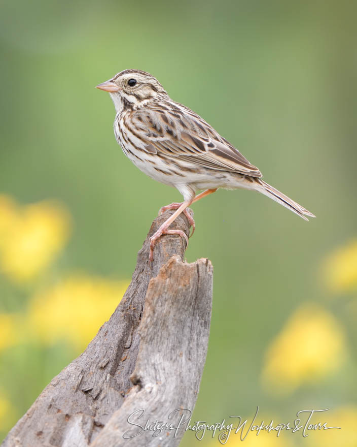 Lincoln’s Sparrow with Yellow flowers