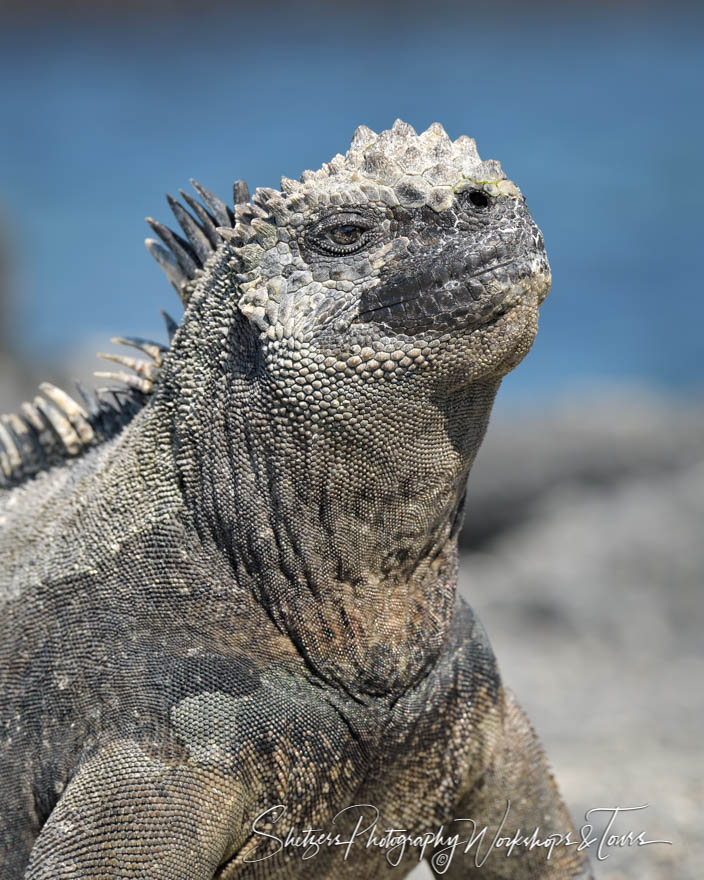 Marine Iguana Close Up 20200225 135508