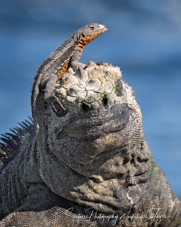 Marine Iguana with Lava Lizard in the Galapagos 20200225 142959