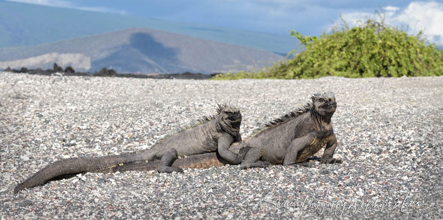 Marine Iguanas on Galapagos Beach