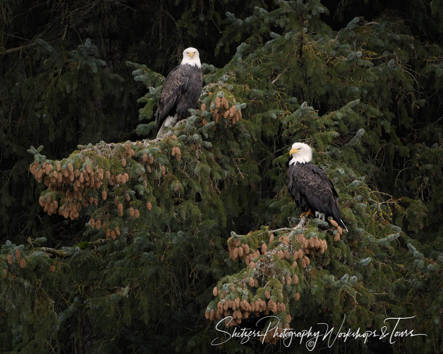 Mated pair of bald eagles in Alaska