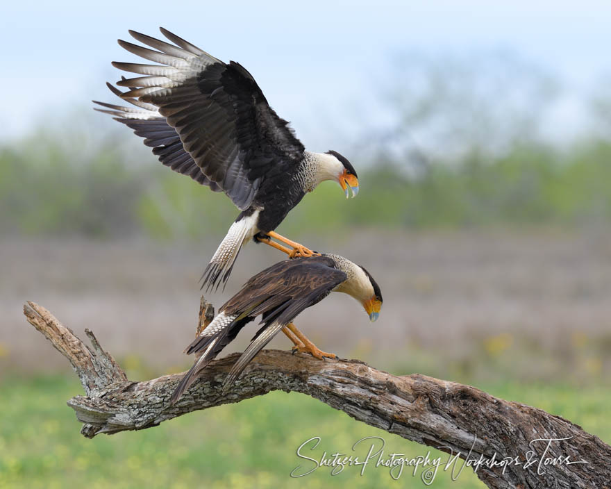 Mating Northern Crested Caracaras