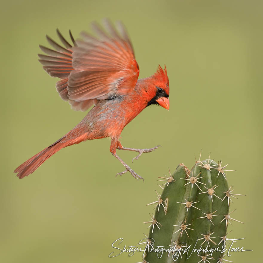 Northern Cardinal Lands on a Cactus