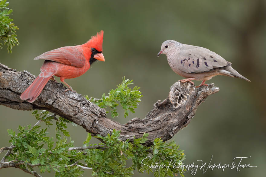 Northern Cardinal male and a Common ground dove