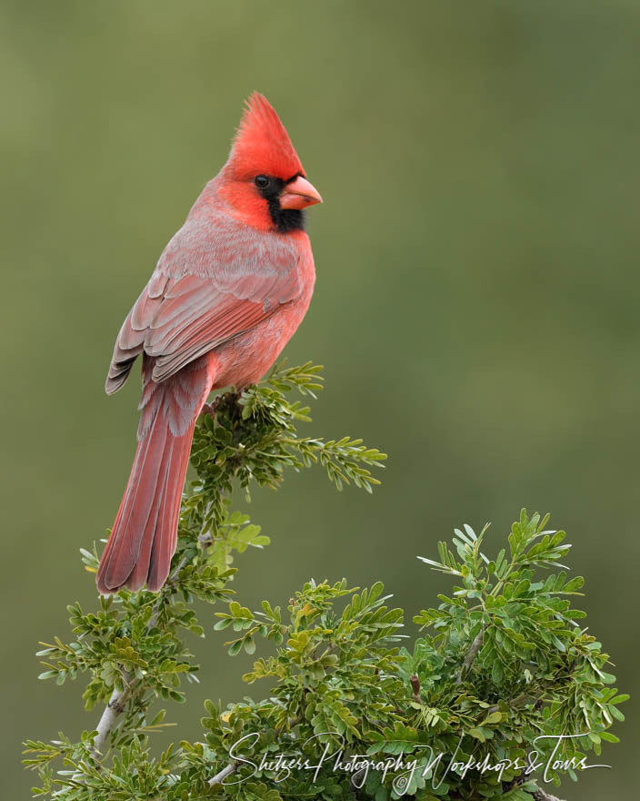 Northern Cardinal perches