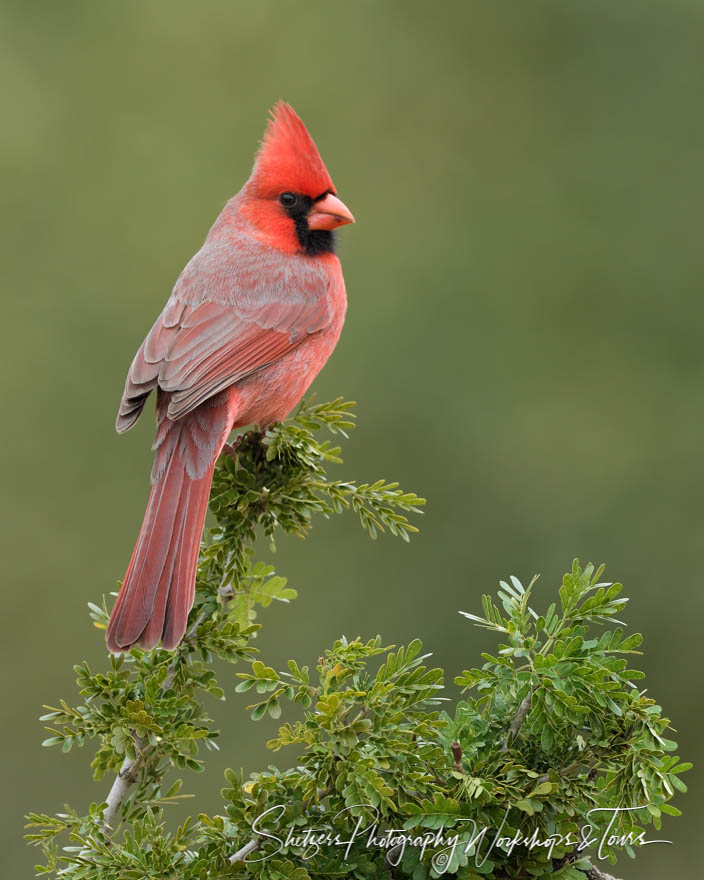 Northern Cardinal perches 20190130 094652