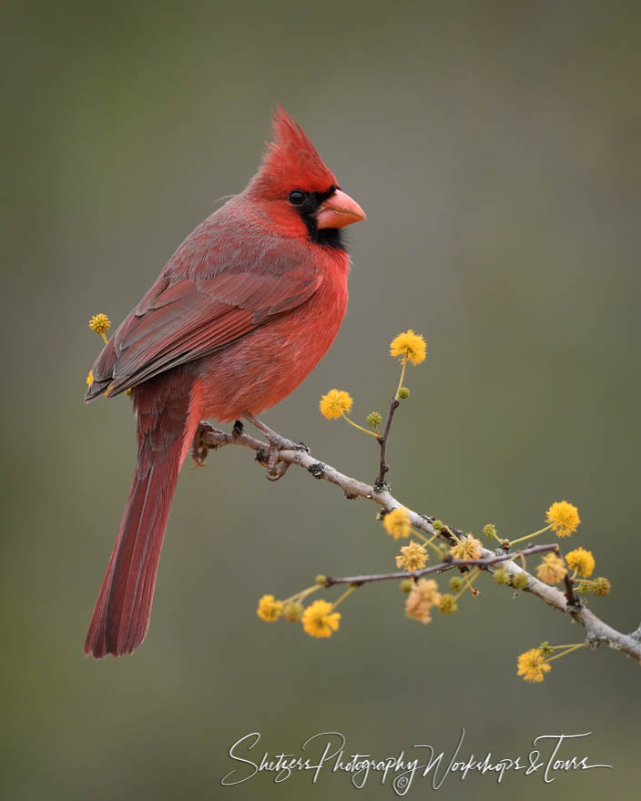Northern Cardinal perching 20190130 082359