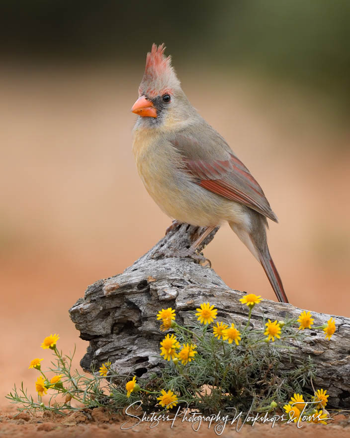 Northern Cardinal with Yellow Flowers